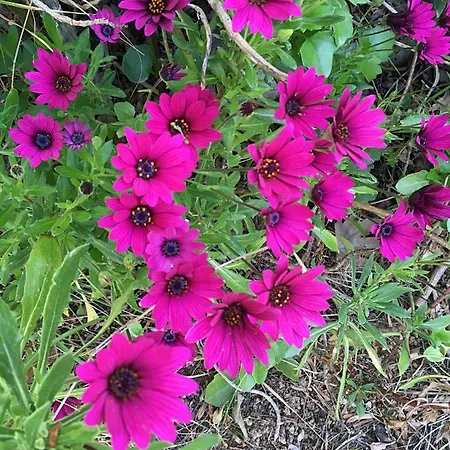 Corinthian Sun - Vacation * Corinth