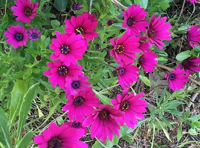 Corinthian Sun - Vacation * Corinth